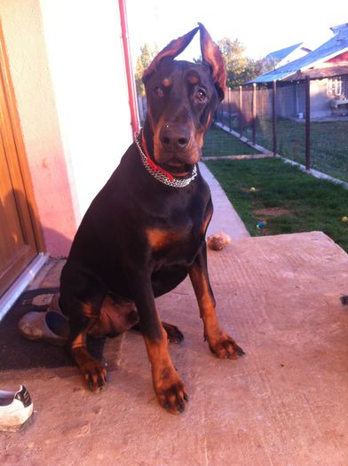 image - DOBERMANN DON DRAGON BLACKMAGIC  ANGEL