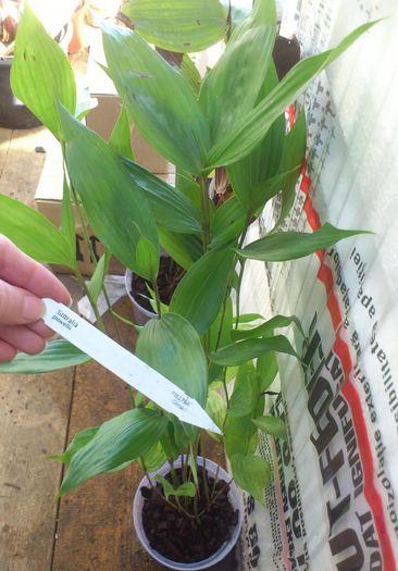 sobralia powellii