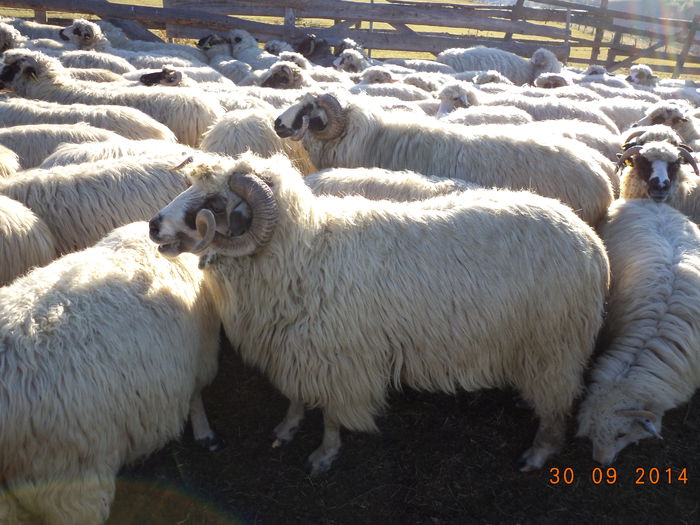 Berbeci in cautare de oi in calduri