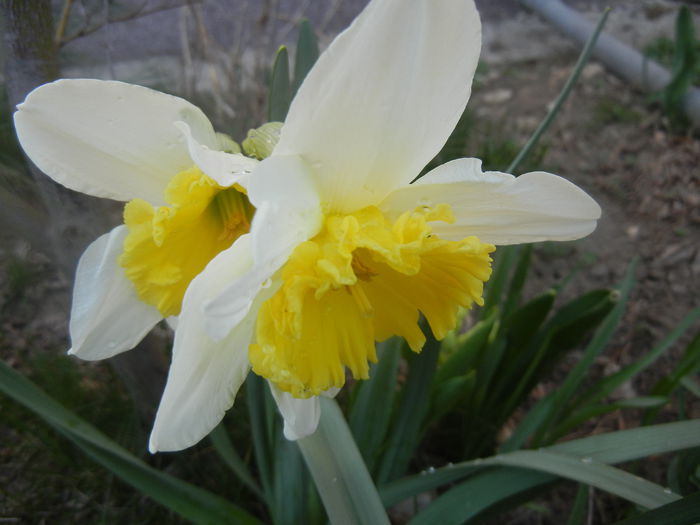 Narcissus Ice Follies (2014, March 20)