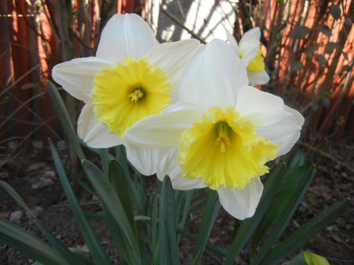 Narcissus Ice Follies (2014, March 20) - Narcissus Ice Follies