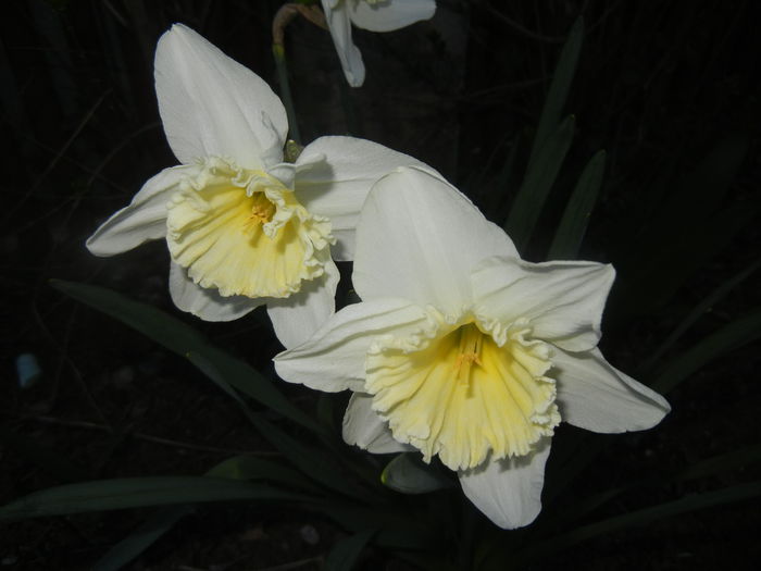Narcissus Ice Follies (2014, March 23)