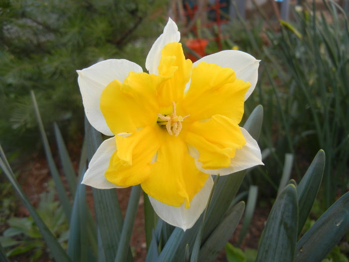 Narcissus Sovereign (2014, March 27)