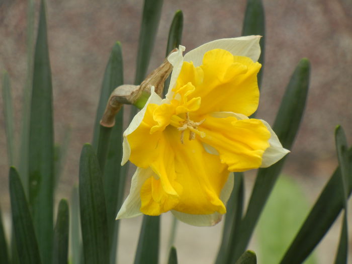 Narcissus Sovereign (2014, April 03)