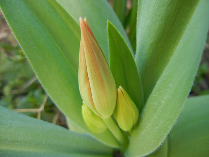 Tulipa Praestans Fusilier (2014, Mar. 23)