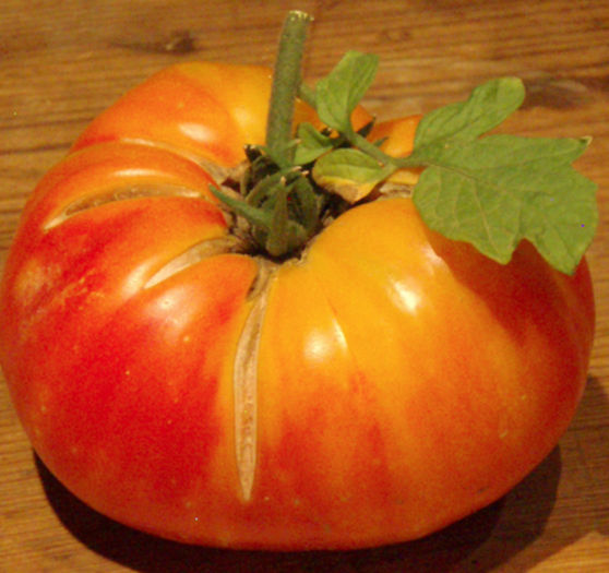 tomate hillbilly