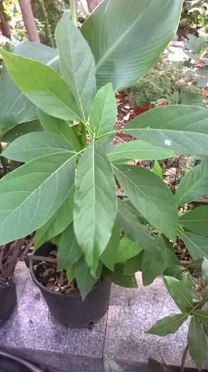 avocado planta-Ligia