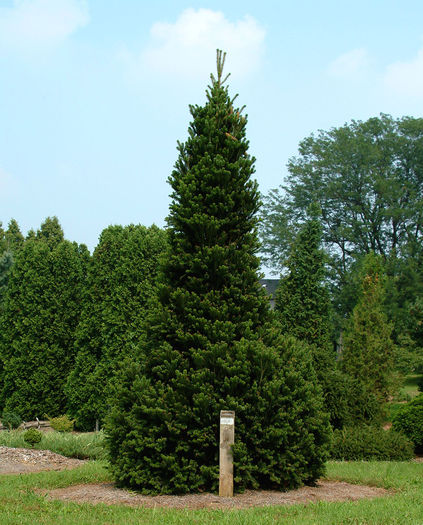 Abies alba Pyramidalis