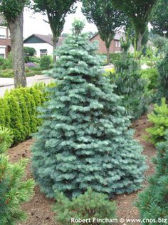 Abies concolor Archer's Dwarf