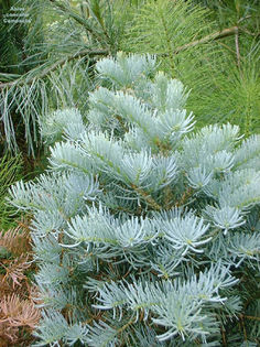 Abies concolor globosa