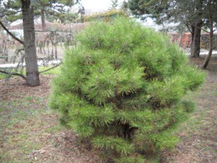 Pinus nigra Karaca Ball - CONIFERE RARITATI -pe comanda