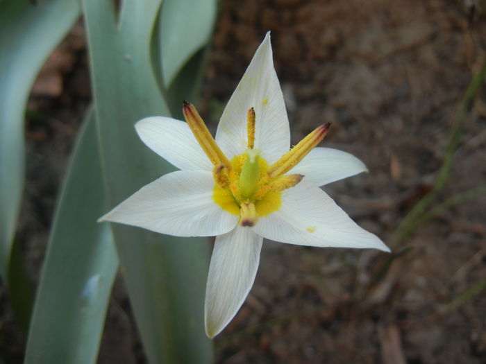 Tulipa Turkestanica (2014, March 23)