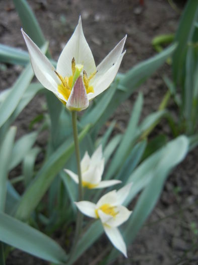 Tulipa Turkestanica (2014, March 27)