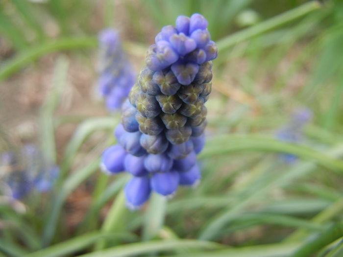 Muscari armeniacum (2014, March 24)