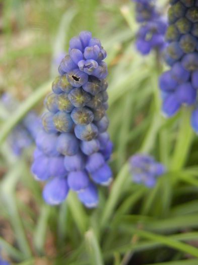 Muscari armeniacum (2014, March 25)