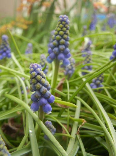 Muscari armeniacum (2014, March 25)