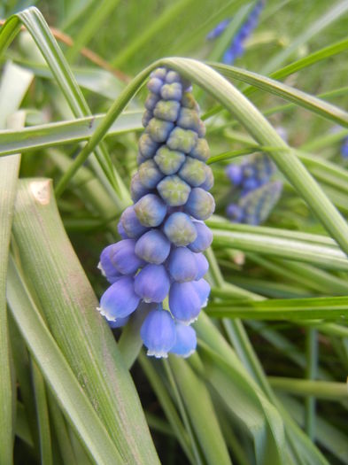 Muscari armeniacum (2014, March 27)