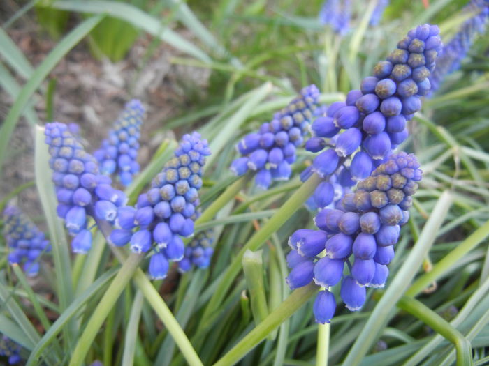 Muscari armeniacum (2014, March 27)