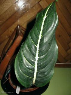 20080717aglaonema-brevispathum-hm1