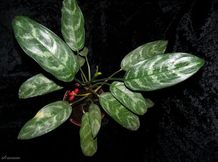 Aglaonema commutatum