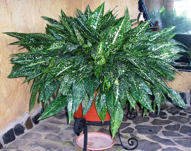 Aglaonema costatum fo.  foxii