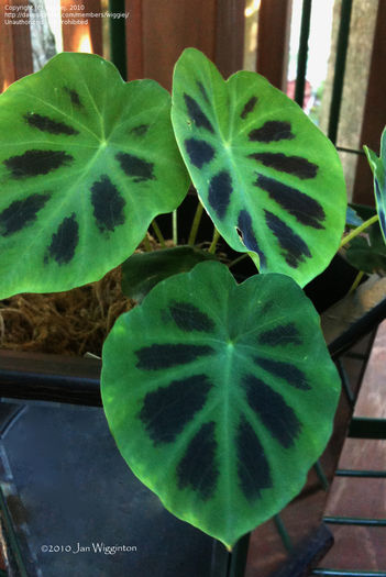 Colocasia heterochroma - minuni ale naturii create de dumnezeu 9