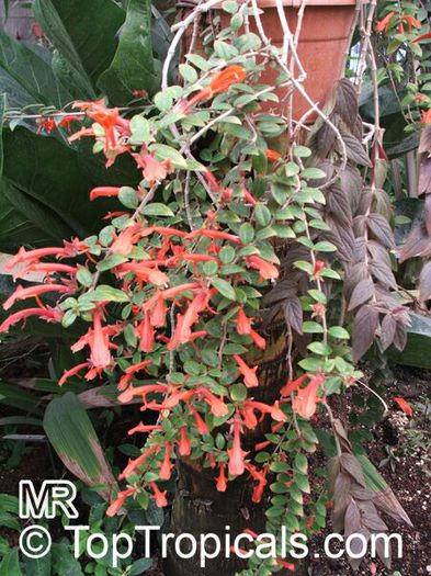 Columnea sp., Flying Goldfish Plant - TopTropicals.com, rare plants for