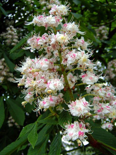 aesculus_hippocastanum_baumannii