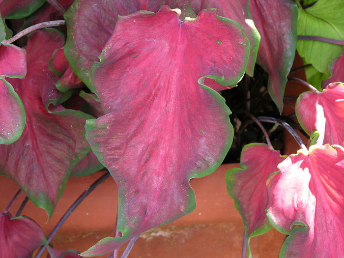 1280px-Caladium_bicolor_