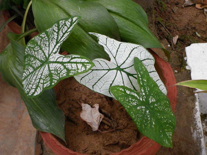 1280px-Caladium_white1