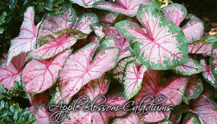 apple_blossom_caladiums-1050