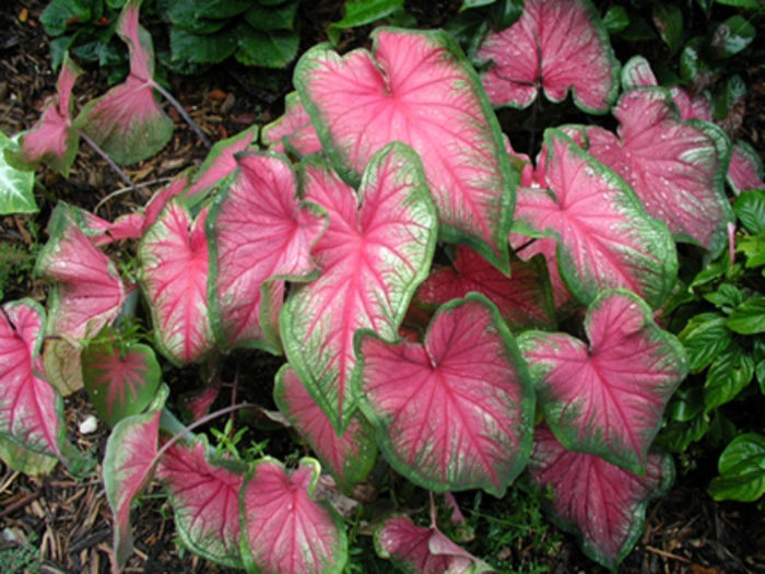 caladium Angel-wings