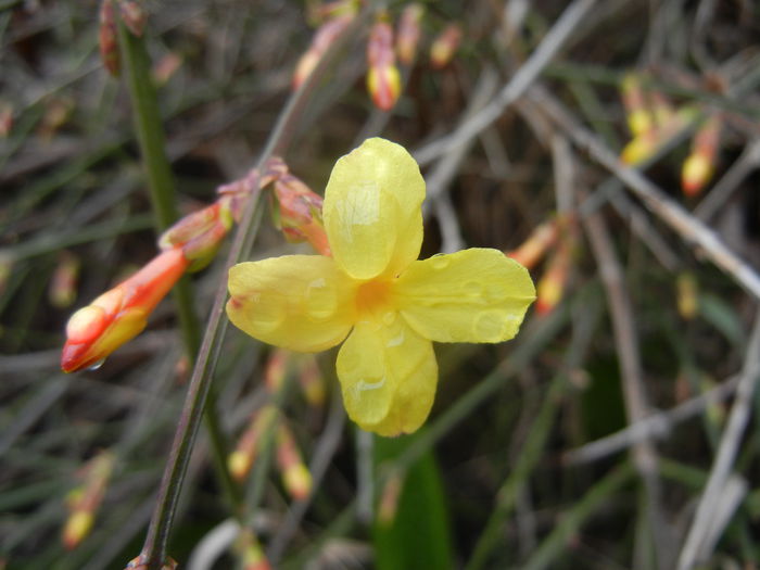 Jasminum nudiflorum (2014, March 03)