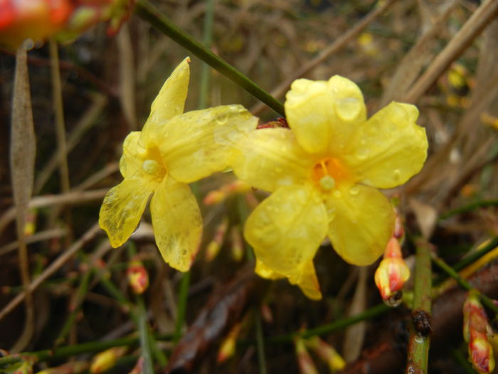 Jasminum nudiflorum (2014, March 06)