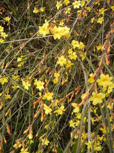 Jasminum nudiflorum (2014, March 11)