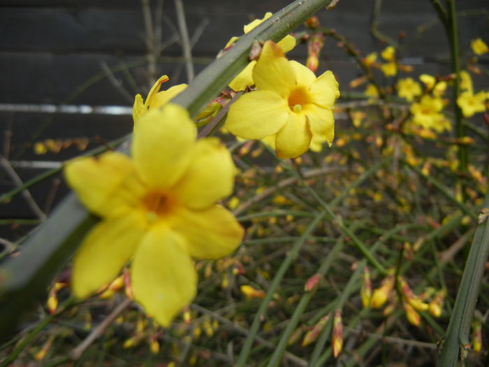 Jasminum nudiflorum (2014, March 11) - JASMINUM Nudiflorum