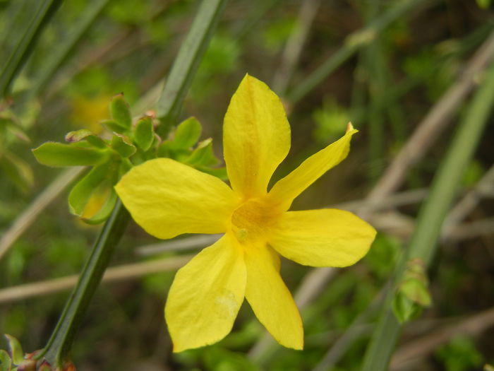 Jasminum nudiflorum (2014, March 25) - JASMINUM Nudiflorum