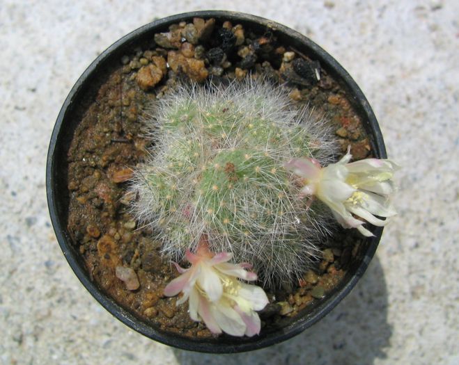 Rebutia albiflora F. Ritter & Buining 1963