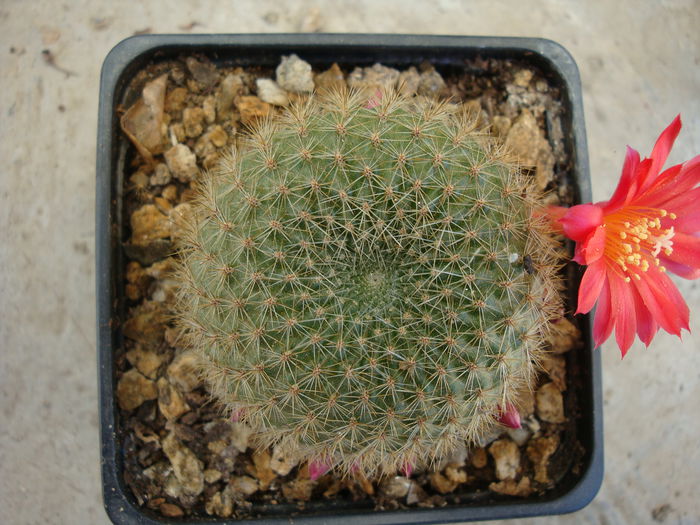 Rebutia albopectinata   Rausch 1972