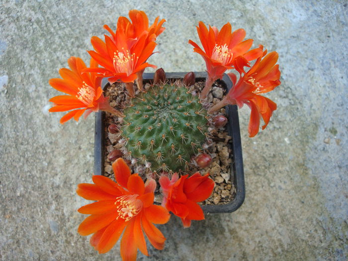 Rebutia cajasensis  F.Ritter 1977