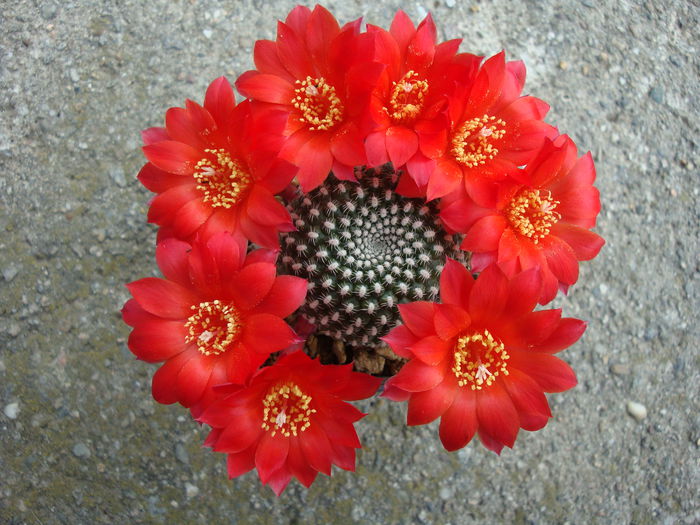 Rebutia marsoneri 'krainziana' - Genul Rebutia