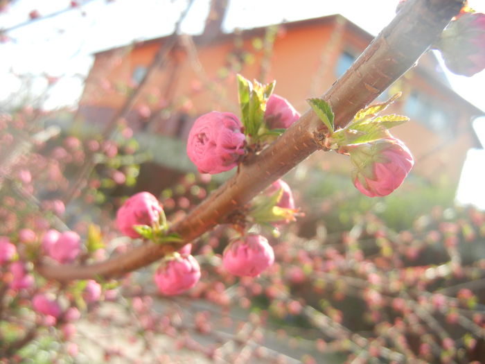 Prunus triloba (2014, March 27)