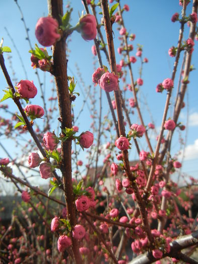 Prunus triloba (2014, March 27)