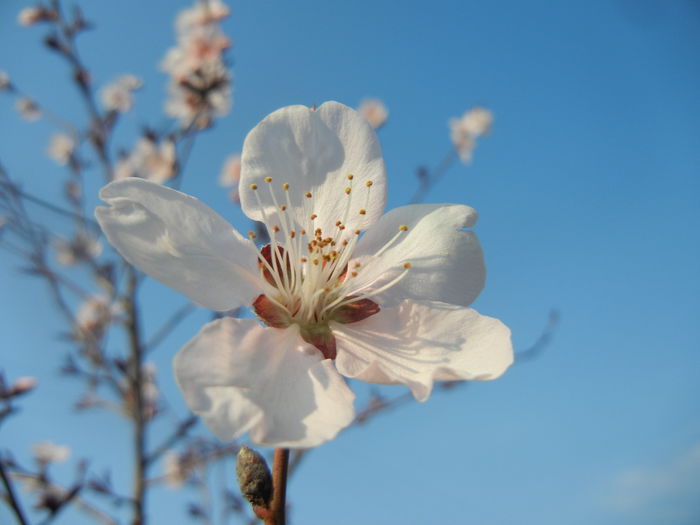 Prunus persica Davidii (2014, March 29) - Prunus persica Davidii