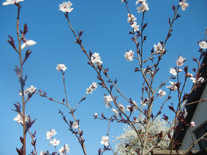 Prunus persica Davidii (2014, March 30) - Prunus persica Davidii