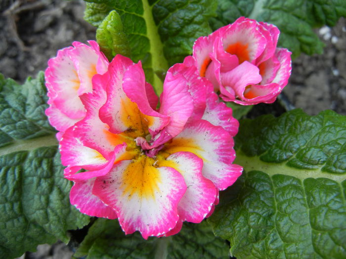 Double Primula, Pink (2014, March 14)