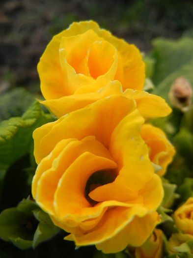 Double Primula, Yellow (2014, March 16) - PRIMULA Double