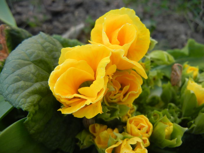 Double Primula, Yellow (2014, March 17)