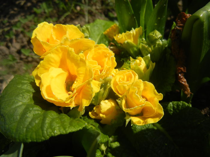 Double Primula, Yellow (2014, March 19)