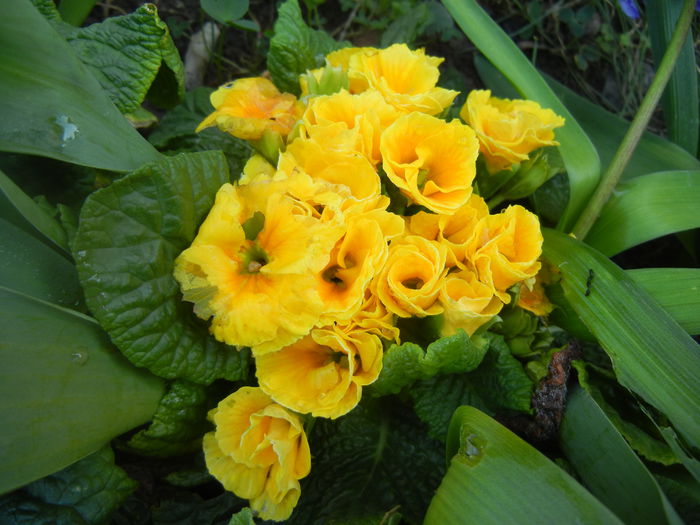 Double Primula, Yellow (2014, March 29)